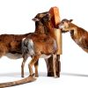 Licking Salt for Deer Block WBM Animal Mineral Salt Rock 10lb-4