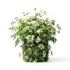 Hilton Herbs Herballs Natural Horse Treat Oregano Mint 1.1 lb-3